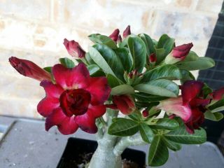Adenium Desert Rose Grow From Seed Bonsai Very Rare 131