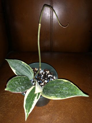 Hoya Macrophylla Variegated Rare),  Ship In 4” Pot Actual Plant
