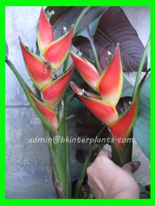 Rare " Dwarf Heliconia Red Flower " Tropical Plant Compact,  Phyto Wow