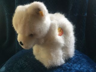 Adorable Vintage & Rare Steiff Issy Polar Bear Cub Standing W All Ids 0467/23