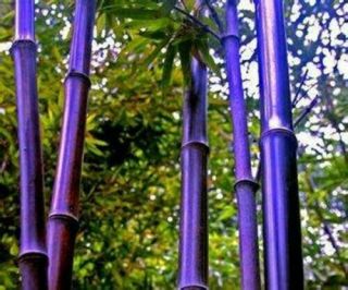 500,  Fresh And Rare Purple Timor Bamboo (bambusa Lako)