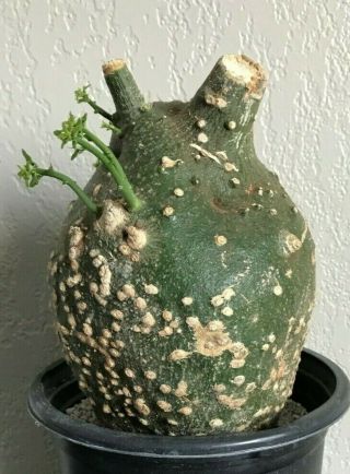 Adenia Globosa Rare Succulent Plant Not Cactus Caudex
