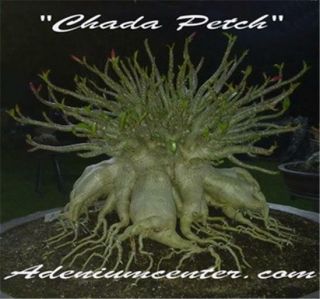 Adenium Desert Rose Thai Socotranum " Chada Petch " 10 Seeds Fresh Rare
