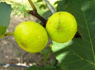 3 Fig Tree Cuttings,  Mei Li Ya (a134),  Rare In Usa - Grow Your Own Asian Fig