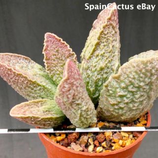 Adromischus Marianiae Cv.  Cardenal King Size Hybrid Rare Succulent Plant 30/6