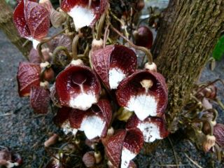 Aristolochia Arborea - Extremely Rare Tropical - Live Plant