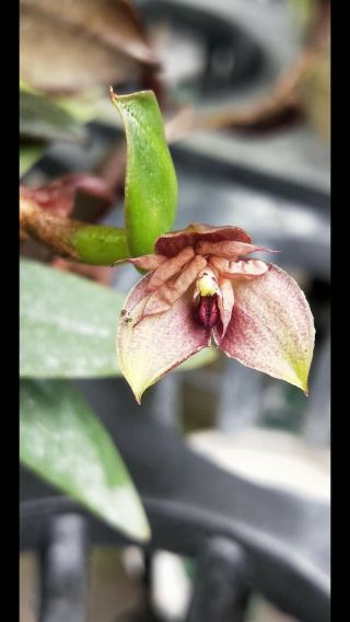 Bulbophyllum Sp.  (sect.  Epicranthes) Very Rare Orchid Species
