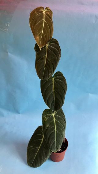 Rare “Black Gold” Philodendron melanochyrsum Plant 2