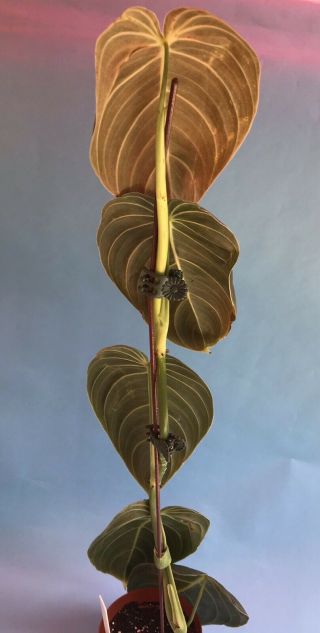 Rare “Black Gold” Philodendron melanochyrsum Plant 3