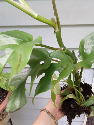 Rhaphidophora Tetrasperma - Rare Mini Monstera Aeroid Rooted Plant