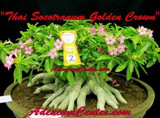 Adenium Desert Rose Thai Socotranum " Golden Crown " 10 Seeds Fresh Rare