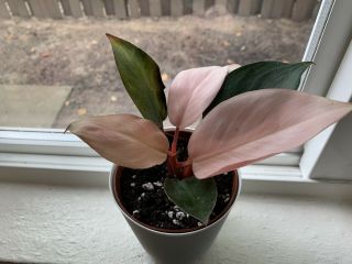 Philodendron Pink Congo - Rare Aroid - Fully Rooted Houseplant