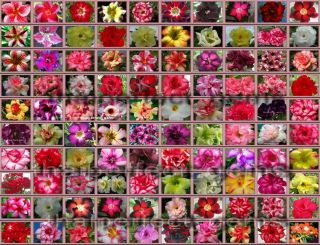 Desert Rose (adenium Obesum) 100 Colors Exotic Succulent Rare Flower Seeds