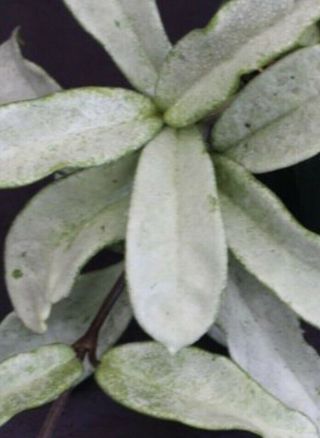 Hoya Cv.  Grey Ghost Rare (3 Node Cutting) Us - Fragrant