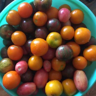 Heirloom Tomato Plants - Great White,  Wapsinicon Peach,  Pink Thai Egg,  French Rare
