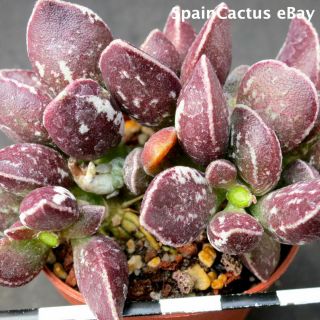 Adromischus Marianiae Cv.  Dark Side 2/3 King Size Rare Succulent Plant 26/5