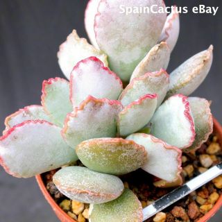 Adromischus Schuldtianus “south Of Warmbad” King Size Rare Succulent Plant 26/5