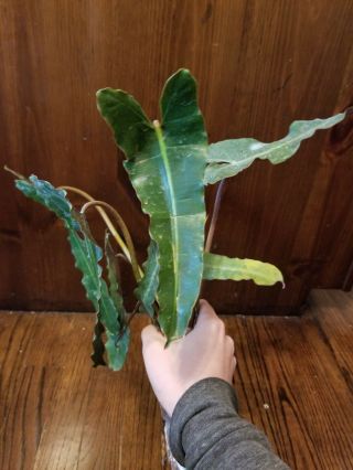 Rare Aroid - Philodendron Atabapoense (monstera,  Anthurium)
