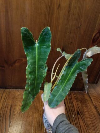 RARE AROID - Philodendron atabapoense (monstera,  anthurium) 2