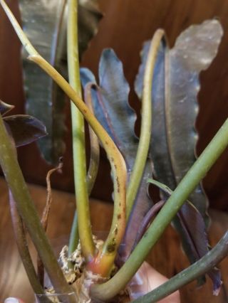 RARE AROID - Philodendron atabapoense (monstera,  anthurium) 3