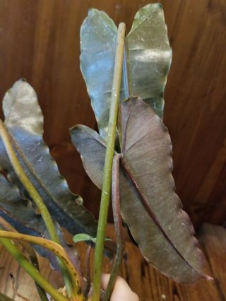 RARE AROID - Philodendron atabapoense (monstera,  anthurium) 4