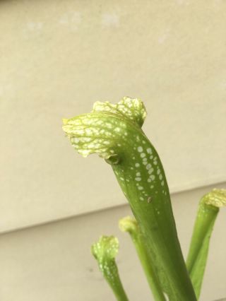 Sarracenia ‘green Monster’ Division,  Rare Hybrid