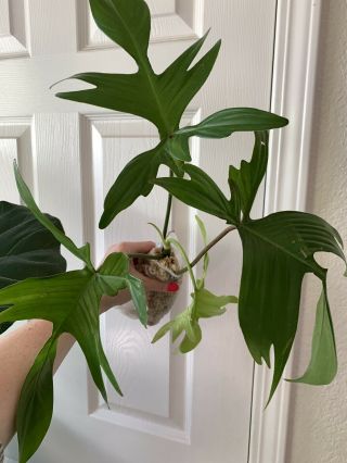 Philodendron ‘florida Ghost’ - Rare Aroid - Houseplant
