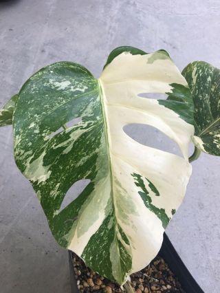 Rare Split Leaves White Variegated Monstera Philodendron Rooted Plant Collector