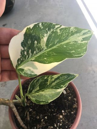 Rare Split Leaves White Variegated Monstera philodendron rooted plant collector 2