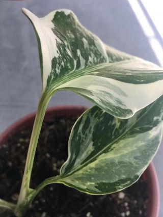 Rare Split Leaves White Variegated Monstera philodendron rooted plant collector 4
