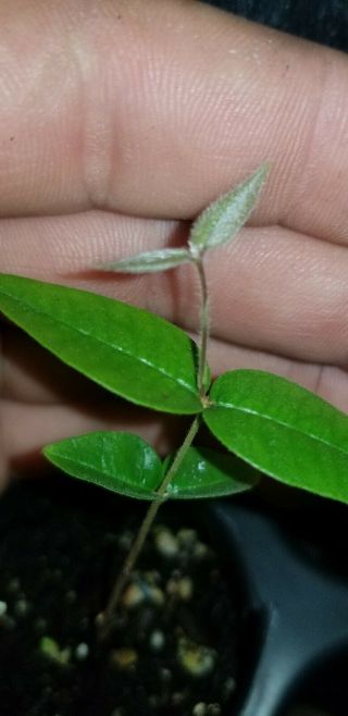 Extremely Rare Plinia.  Sp " Watermelon (branca Rajada) ” Jaboticaba Seedling