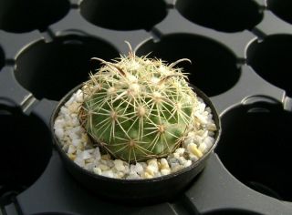 Coryphantha Kracikii Own Roots Rare Cactus 08084