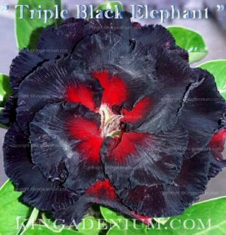 Adenium Obesum Desert Rose " Triple Black Elephant " 100 Seeds Fresh Rare Hybrid