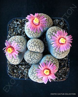 Rare Lithops Verruculosa Rose Of Texas @@ Exotic Living Stone Rock Seed 50 Seeds