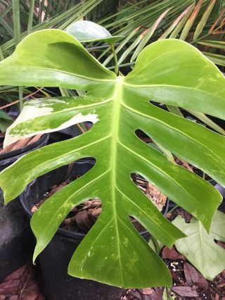 Extrm Color Rare Form " Monstera " Bright White Variegated Monstera