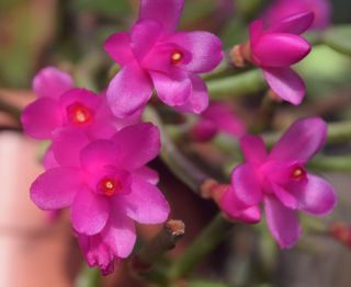 Hatiora Herminiae Pink Rose Flower 1 Firm Cutting Rare Epiphytic Cactus Brazil