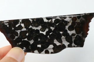 40g Rare Slices Of Kenyan Pallasite Meteorite Olive S8434