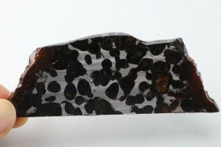 40g RARE slices of Kenyan Pallasite Meteorite Olive S8434 5