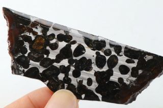 40g RARE slices of Kenyan Pallasite Meteorite Olive S8434 7