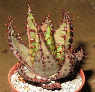Aloe Broomii Rare Succulent Plant Echeveria Ariocarpus Aztekium Agave Y