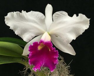 Rare Orchids - Lc Lily Pons (canhamiana X Priscilla) Division