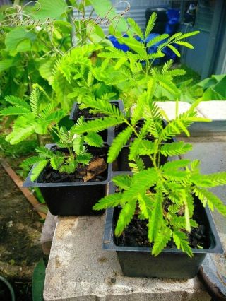 Mimosa Tree Seeds 3 Pods Organic & Homemade Rare Plants Sacred