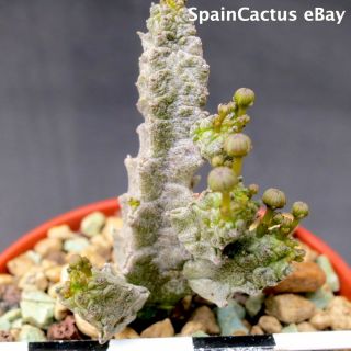 Pseudolithos Mccoyi Big Size On Own Roots Rare Succulent Plant 28/7