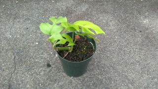 Rhaphidophora Tetrasperma aka Mini monstera,  Philodendron Ginny.  Rare.  1 plant e 2