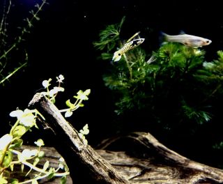 Yellow Rainbow Tiger Endlers,  One Breeding Pair,  Extremely Rare,  Recipe 2