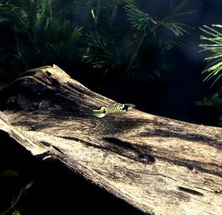Yellow Rainbow Tiger Endlers,  One Breeding Pair,  Extremely Rare,  Recipe 3