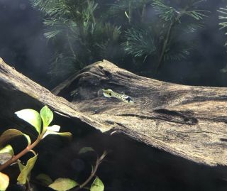 Yellow Rainbow Tiger Endlers,  One Breeding Pair,  Extremely Rare,  Recipe 4