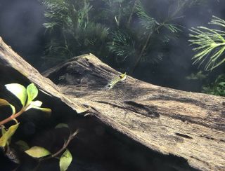 Yellow Rainbow Tiger Endlers,  One Breeding Pair,  Extremely Rare,  Recipe 5