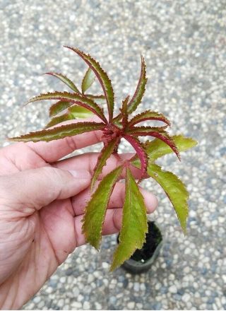 Rare " Begonia Luxurians (palm Leaf Begonia) "