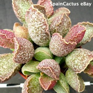 Adromischus Marianiae Cv.  Obxydiana King Size Hybrid Rare Succulent Plant 26/5